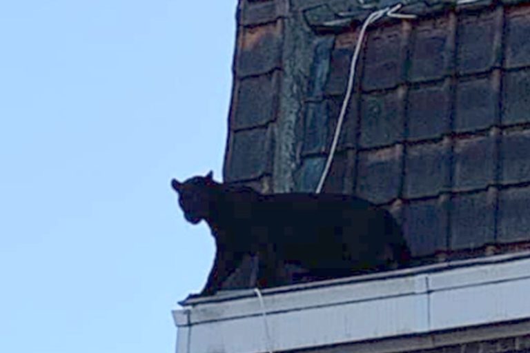 1568922908_Black-Panther-Spotted-Roaming-Rooftops-Of-Lille-France
