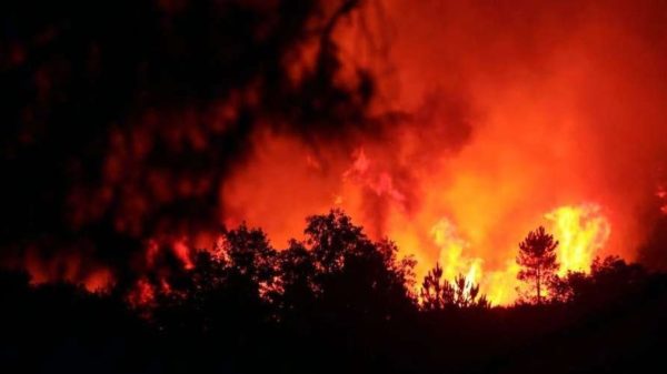 Vague de chaleur : bilan des incendies de forêt