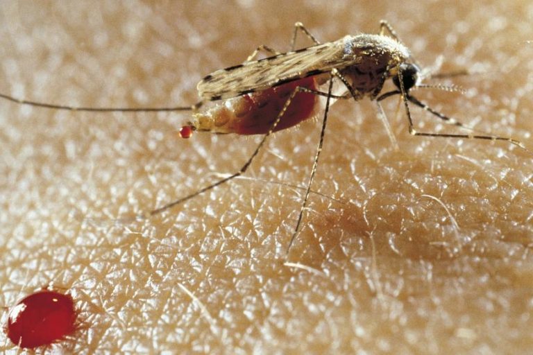 Des moustiques génétiquement modifiés pour lutter contre le paludisme au Burkina Faso