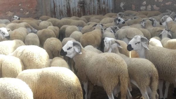 moutons_algeriens