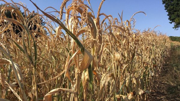 Casablanca-Settat : la sècheresse fait pression sur les agriculteurs de la région