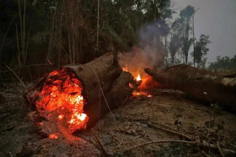 Incendies de forêt amazonienne