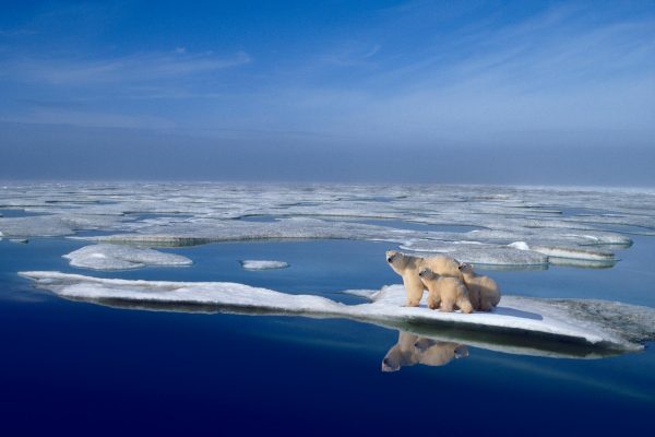 La banquise arctique