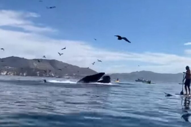 Elles risquent de se faire avaler par une baleine