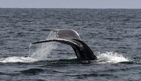 Découverte d’une nouvelle espèce de baleine au Mexique