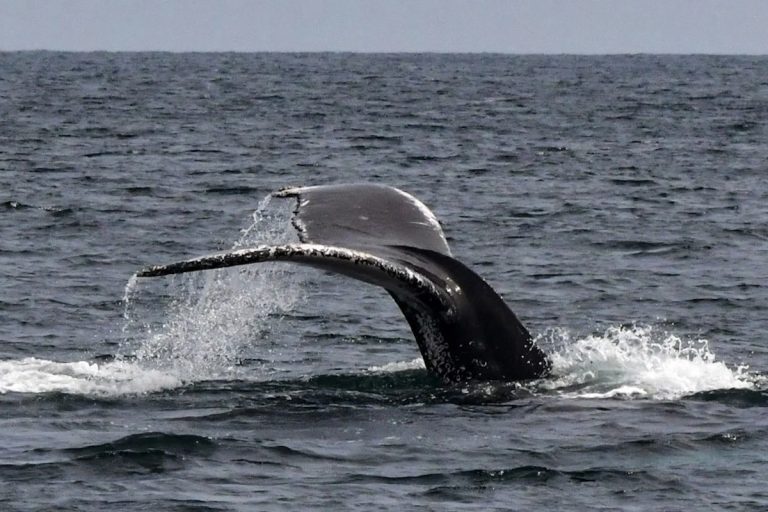 Découverte d’une nouvelle espèce de baleine au Mexique