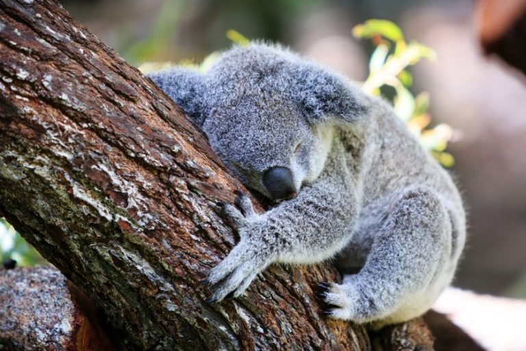 Un koala dort sur une branche d’arbre © Pierre MOATI - Getty