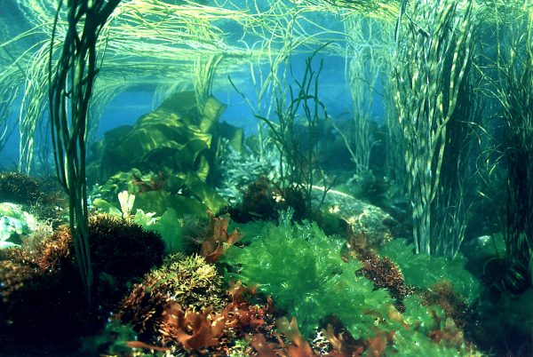 Pourquoi la demande mondiale d'algues marines augmente ?