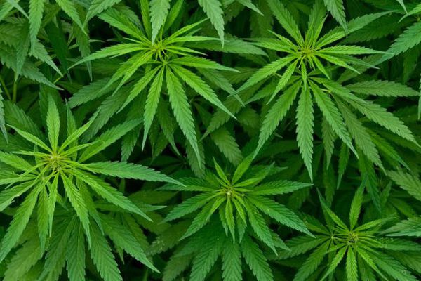 Le projet de légalisation du cannabis poursuit son circuit législatif