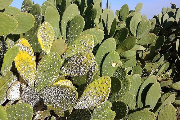 cochenille ravageuse de cactus