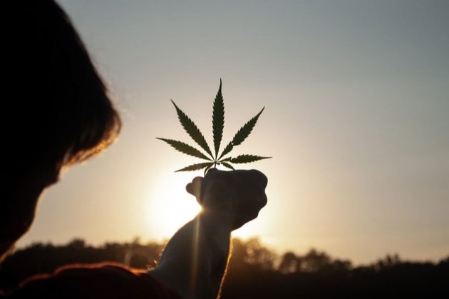 Dépénalisation du cannabis : le débat est officiellement lancé
