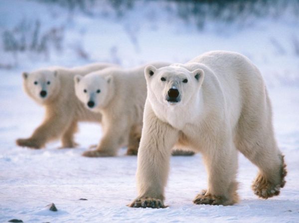 Ours polaires photographiés au Canada © SIPA