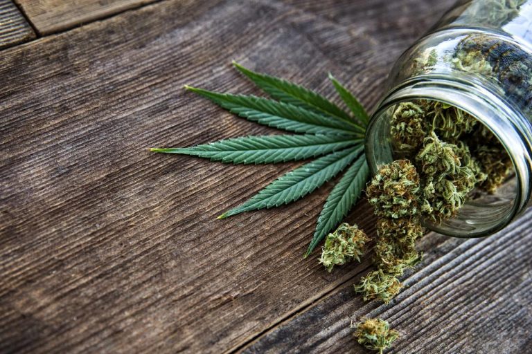 Légalisation du cannabis : où en est le projet de loi ?