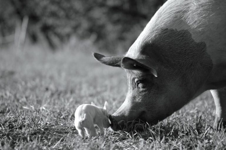 Gunda, un documentaire sur la vie d’un cochon