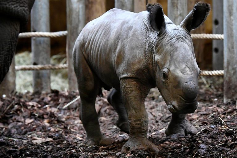 Pays-Bas : naissance d'un rhinocéros le dimanche de Pâques
