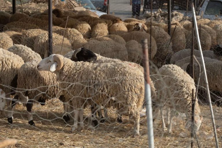 Des moutons de l'Aïd Al-Adha © L'Internaute