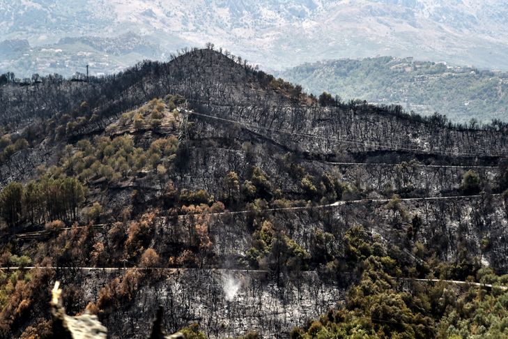 Des arbres calcinés sont photographiés après un incendie de forêt dans les collines boisées de la région de Kabylie, à l'est de la capitale algérienne Alger, le 11 août 2021 © AFP