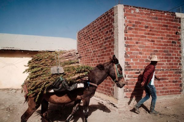 Une mule transport du cannabis à Bab Berred au Maroc © Louis Witter / Le Pictorium / Maxppp