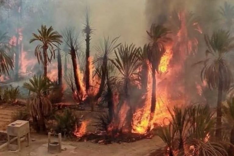 Un incendie ravage les oasis de Zagora