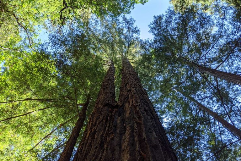 Nature : pourquoi les arbres ne dépassent-ils pas 138 m ?