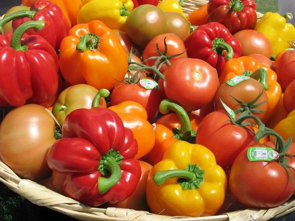 ONSSA : une nouvelle maladie végétale a touché la tomate et le poivron