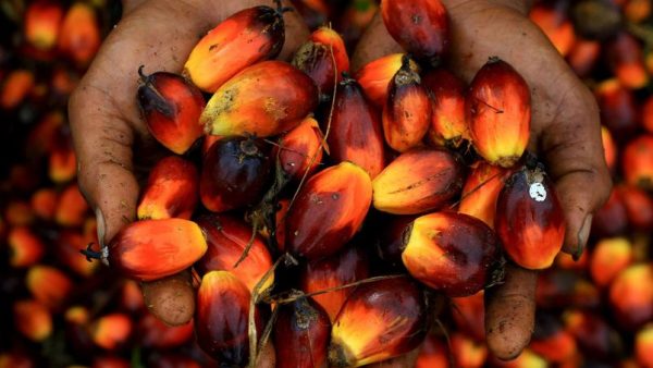 L'huile de palme, un ingrédient très répandu en débat