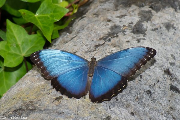 Les papillons du Costa Rica s’envolent vers Dubaï, l’Europe et les États-Unis