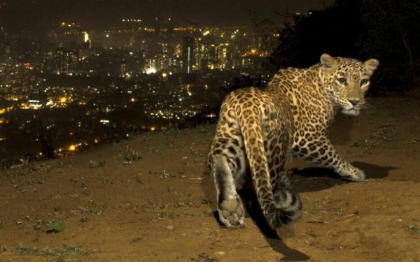 Inde : des léopards chassent dans les rues la nuit