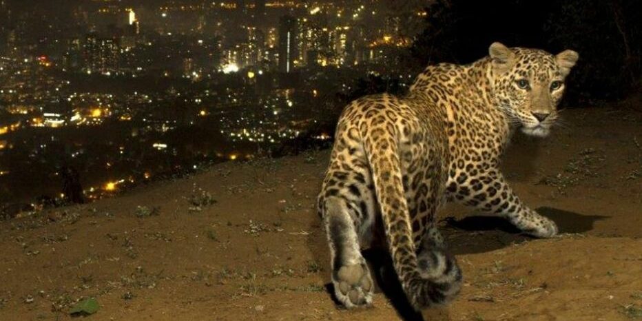 Inde : des léopards chassent dans les rues la nuit