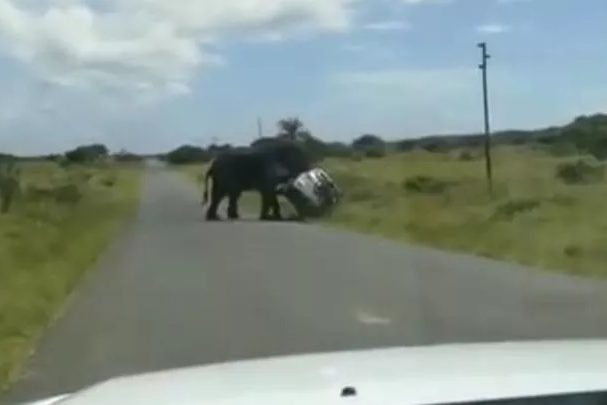 Un éléphant renverse un SUV d'un simple coup de tête