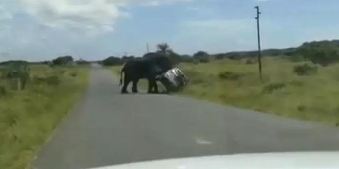 Un éléphant renverse un SUV d'un simple coup de tête