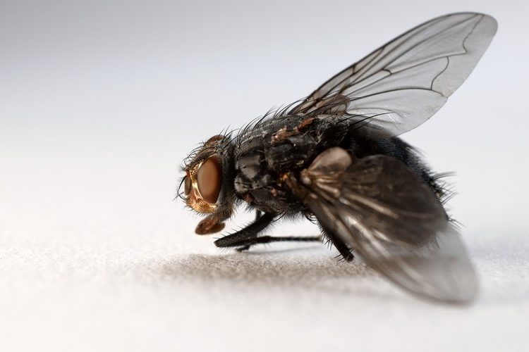 Pourquoi est-il difficile d'attraper une mouche ?
