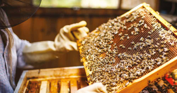 Mystérieuse disparition des colonies d'abeilles