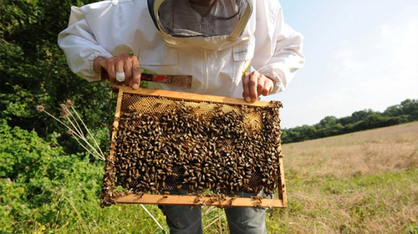 Disparition des abeilles : un programme d’urgence pour repeupler les ruches désertées