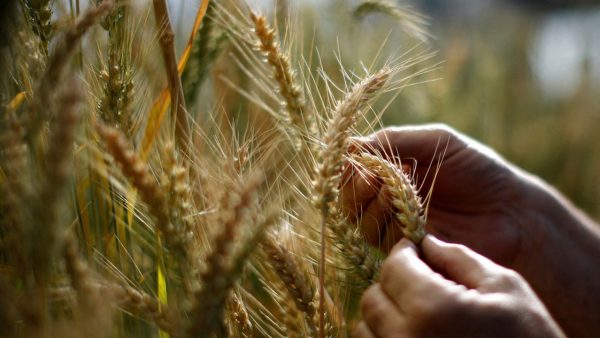 Le blé : une céréale géopolitique 
