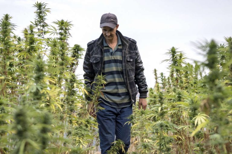 Et si on légalisait le cannabis ? 