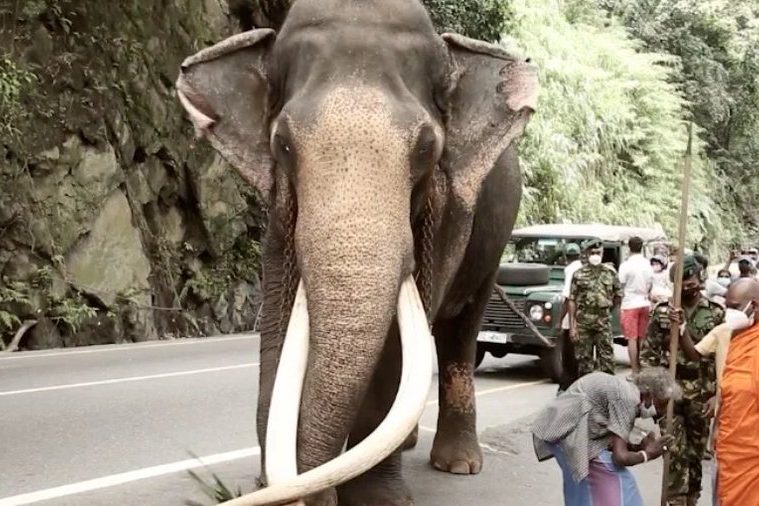 Sri Lanka : l’éléphant le plus sacré s’est éteint à l’âge de 68 ans