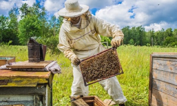 Maroc : disparition des abeilles, vers un désastre écologique ?