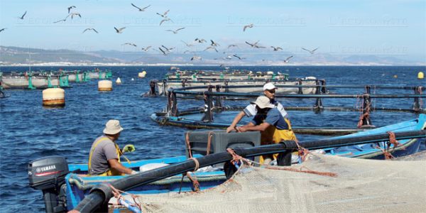 Le Maroc et l'UE lancent un nouveau projet de jumelage sur l'aquaculture © DR