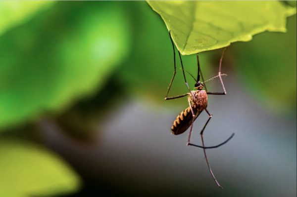 Des moustiques pour sauver la biodiversité ?