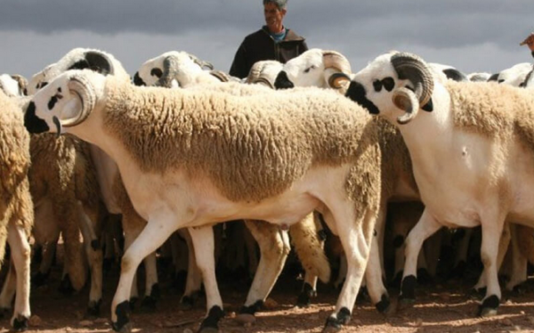 Aid Al-Adha 1443 : Plus de 3 millions d'ovins et de caprins identifiés jusqu’au 16 mai (ONSSA) ©DR