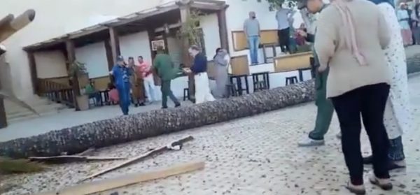 À Rabat, la chute d’un palmier cause des dégâts matériels au café des Oudayas