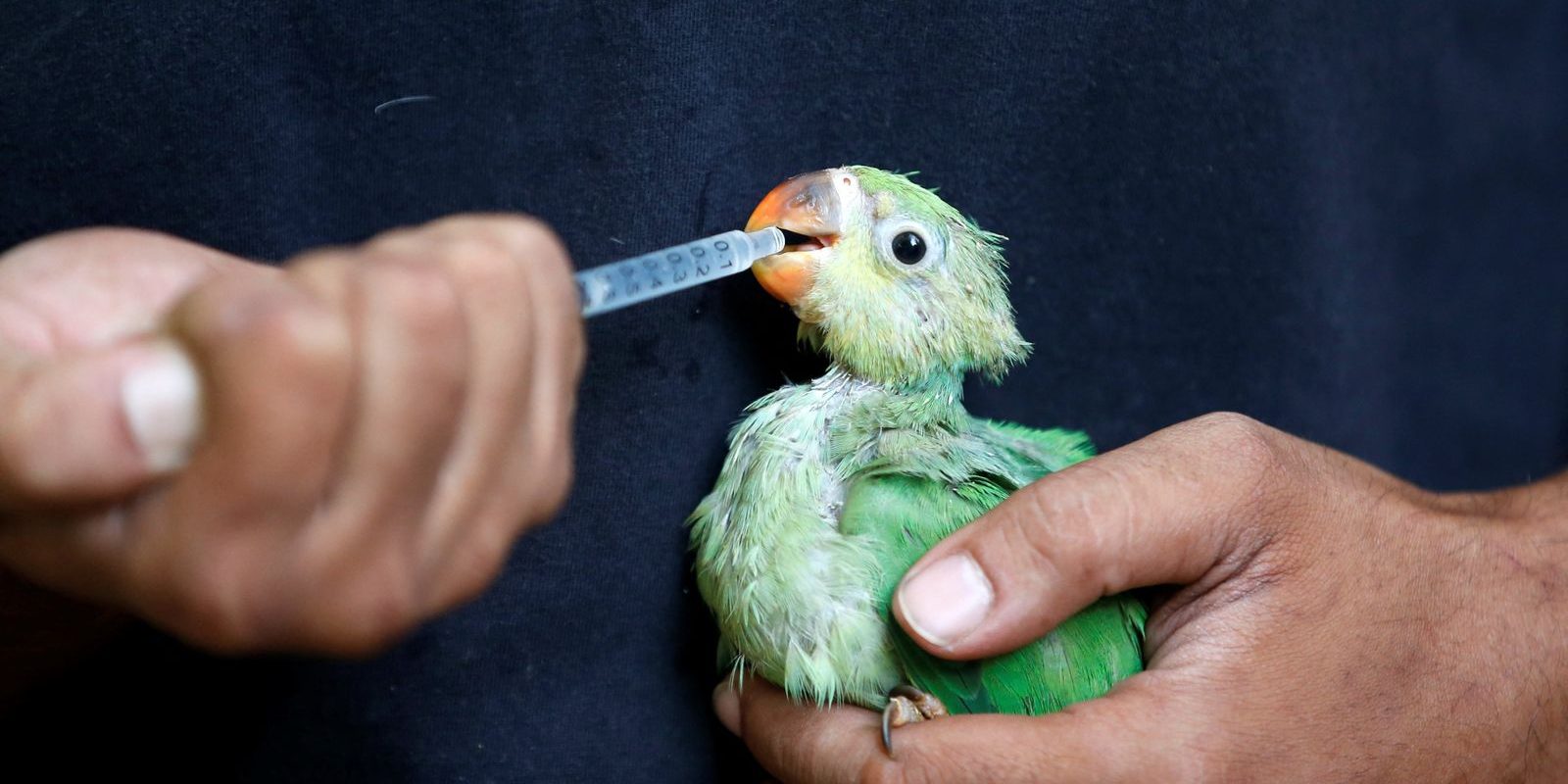 En Inde, les oiseaux tombent du ciel affaiblis par la canicule
