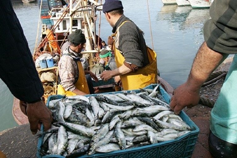 Pêche : hausse des débarquements de 21% à fin juin (ONP)