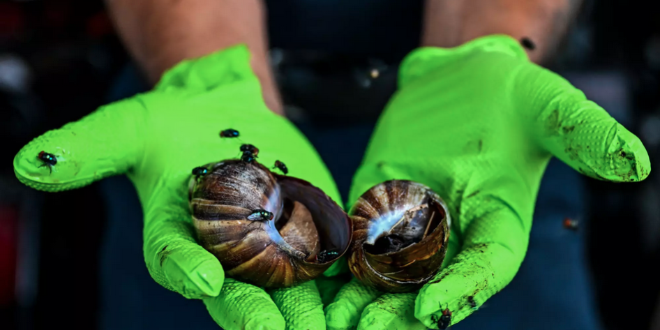 États-Unis : la Floride face au péril rampant des escargots géants