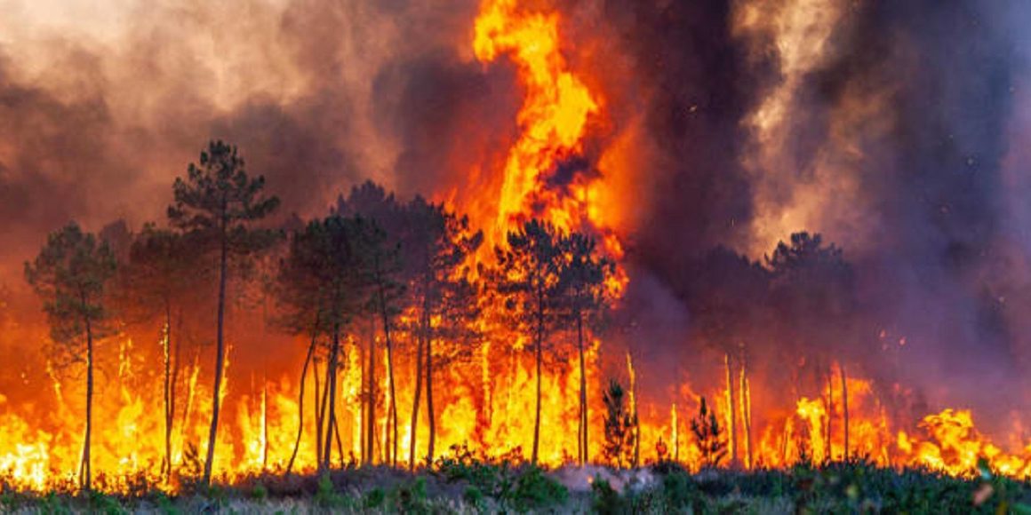 Plus de 200.000 hectares de forêt brûlés en Espagne en 2022 © DR