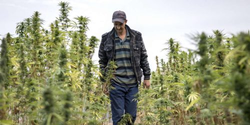 Maroc cannabis
